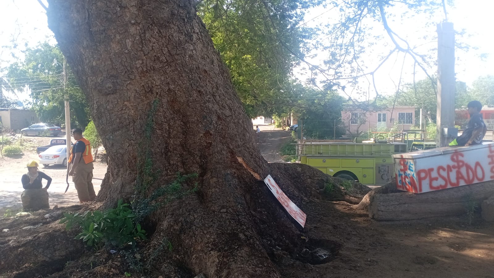 Árbol huanacaxtle dañado por un rayo en Callejones de Guasavito