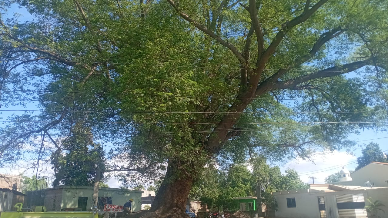 Árbol huanacaxtle dañado por un rayo en Callejones de Guasavito