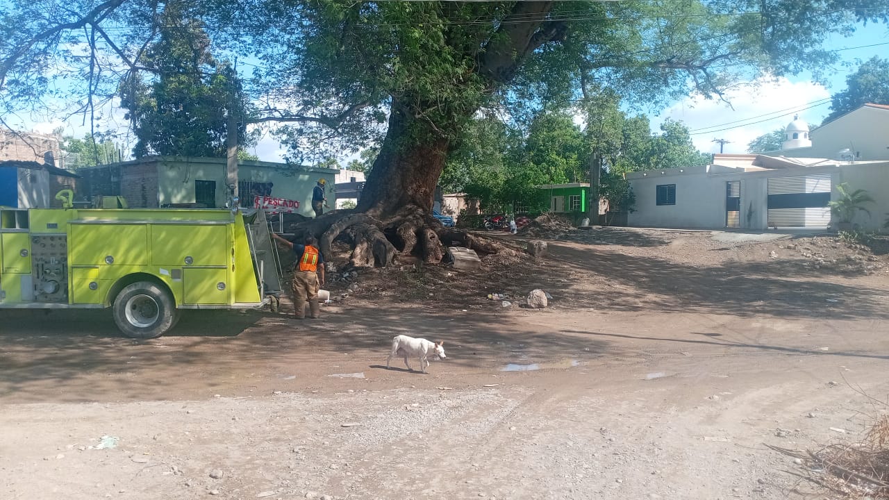 Árbol huanacaxtle dañado por un rayo en Callejones de Guasavito