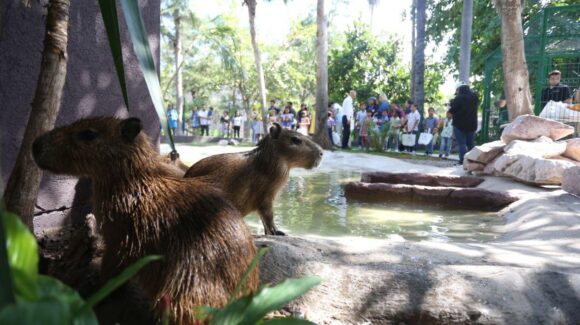 Inauguran de manera oficial la ‘Casa del Capibara’ en el Gran Acuario Mazatlán