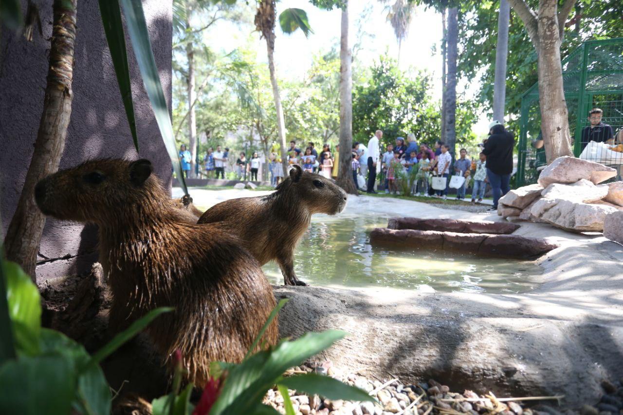 Capibaras en el Gran Acuario de Mazatlán