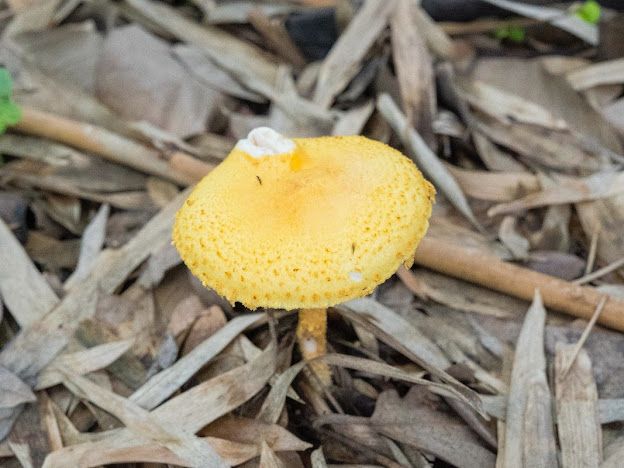 Jardín Botánico Culiacán invita a conocer más sobre los hongos