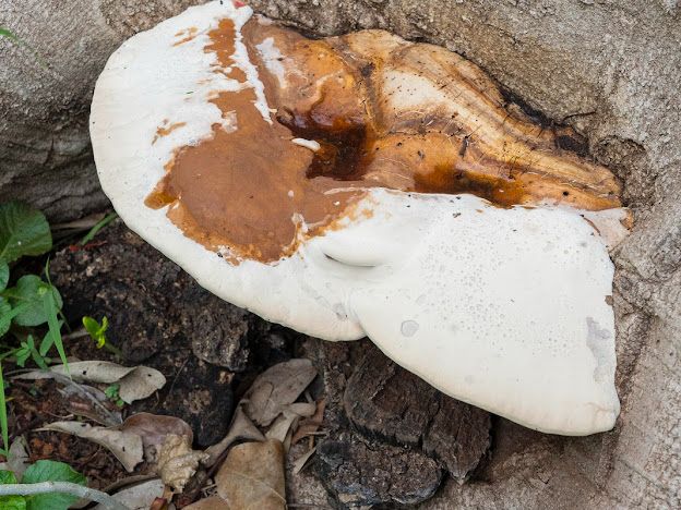 Jardín Botánico Culiacán invita a conocer más sobre los hongos