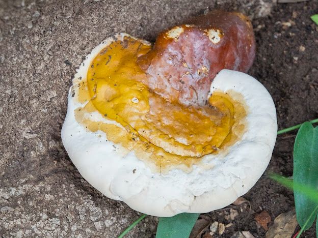 Jardín Botánico Culiacán invita a conocer más sobre los hongos