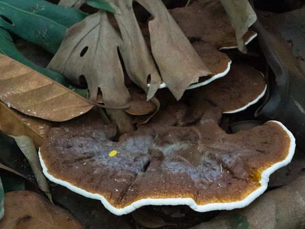 Jardín Botánico Culiacán invita a conocer más sobre los hongos