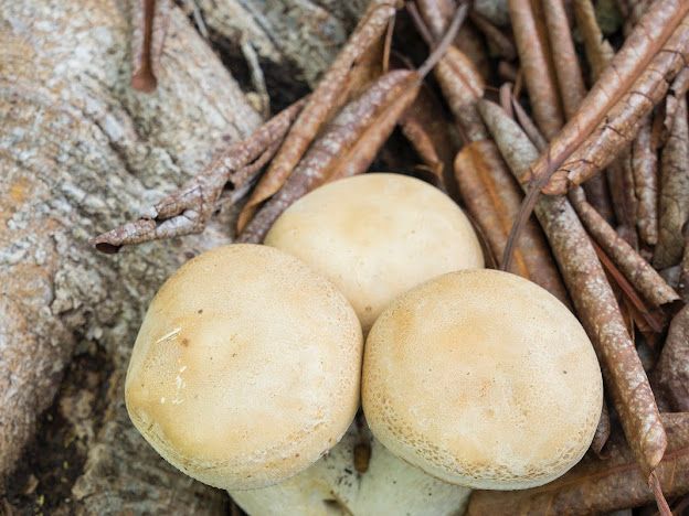 Jardín Botánico Culiacán invita a conocer más sobre los hongos