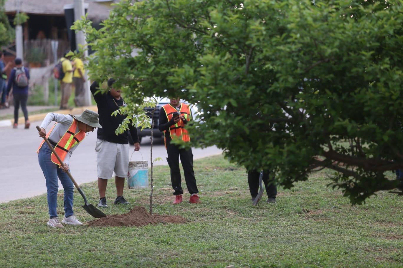Arborización y embellecimiento en Mazatlán