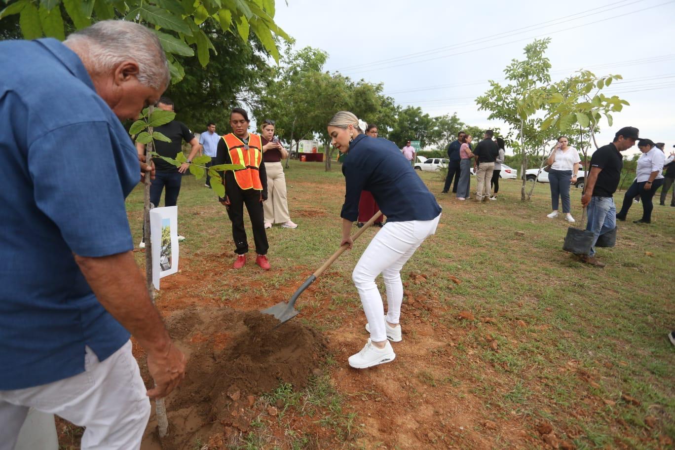 Arborización y embellecimiento en Mazatlán