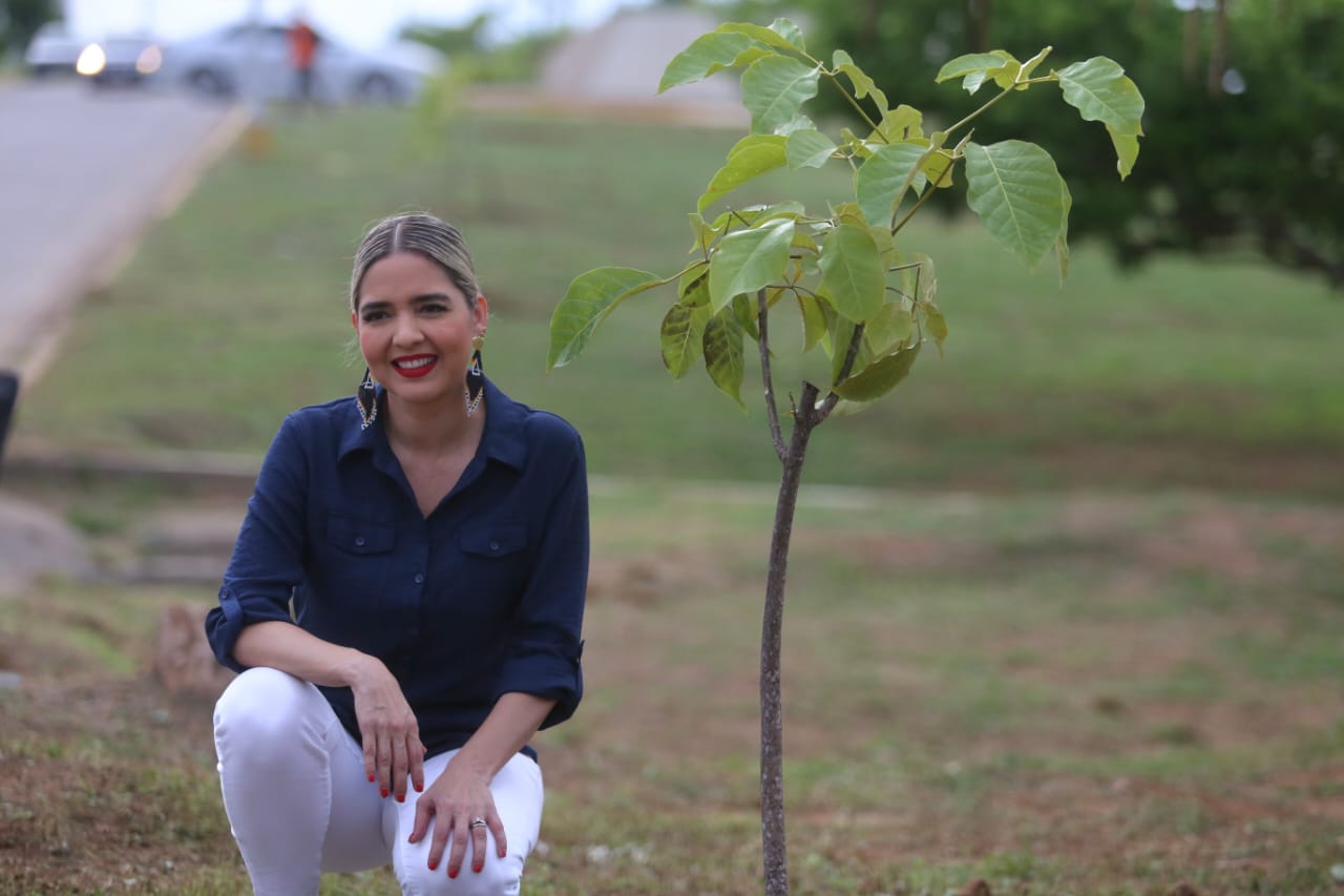 Arborización y embellecimiento en Mazatlán