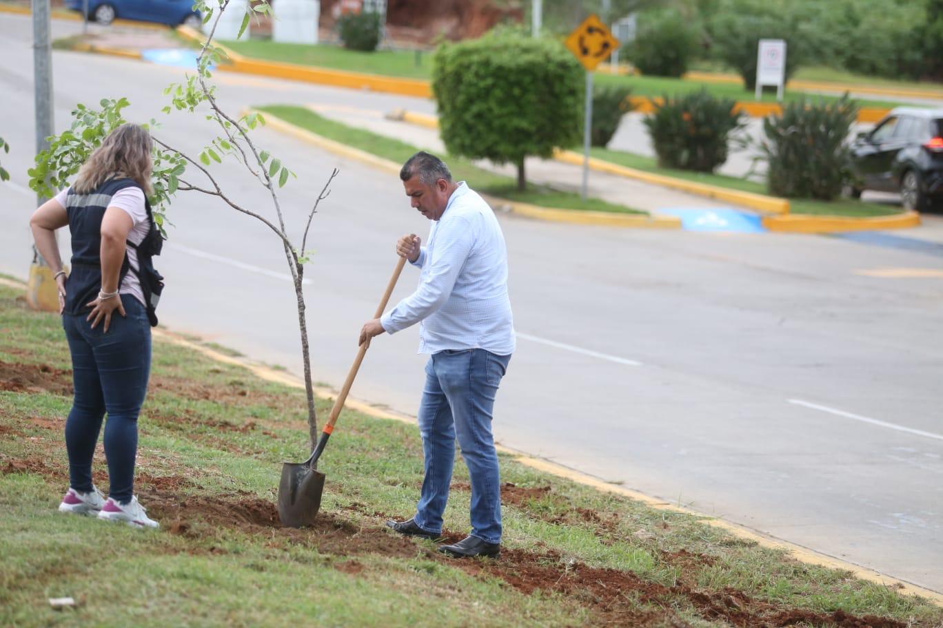 Arborización y embellecimiento en Mazatlán
