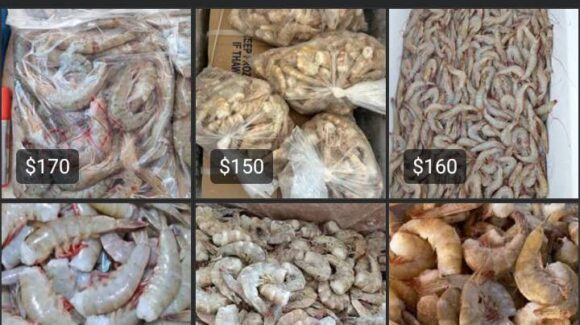 En Guasave no se respeta la veda del camarón; denuncian pesca y venta en temporada reproductiva