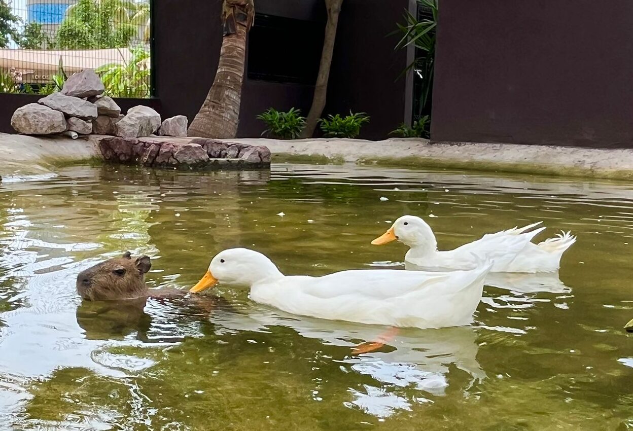 Capibara