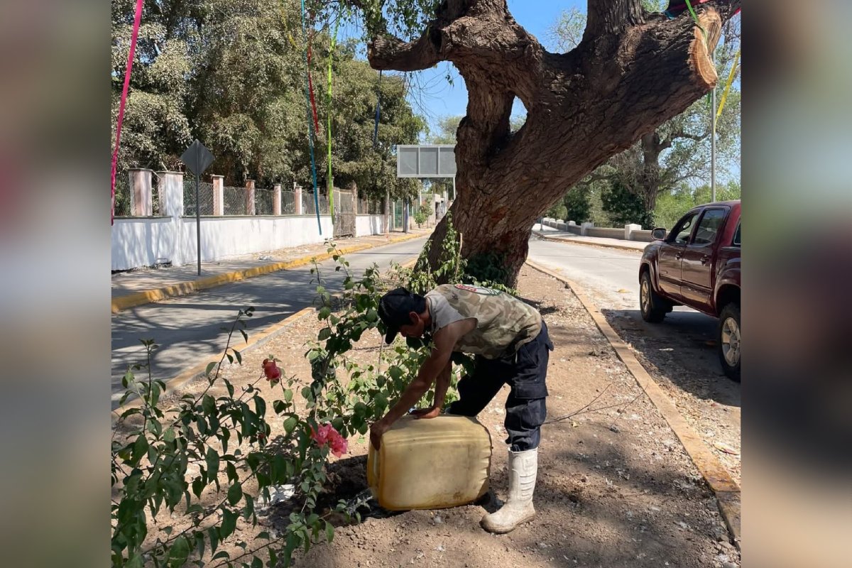 persona plantando árbol