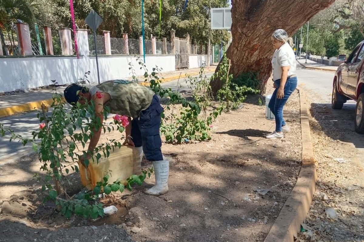persona plantando árbol