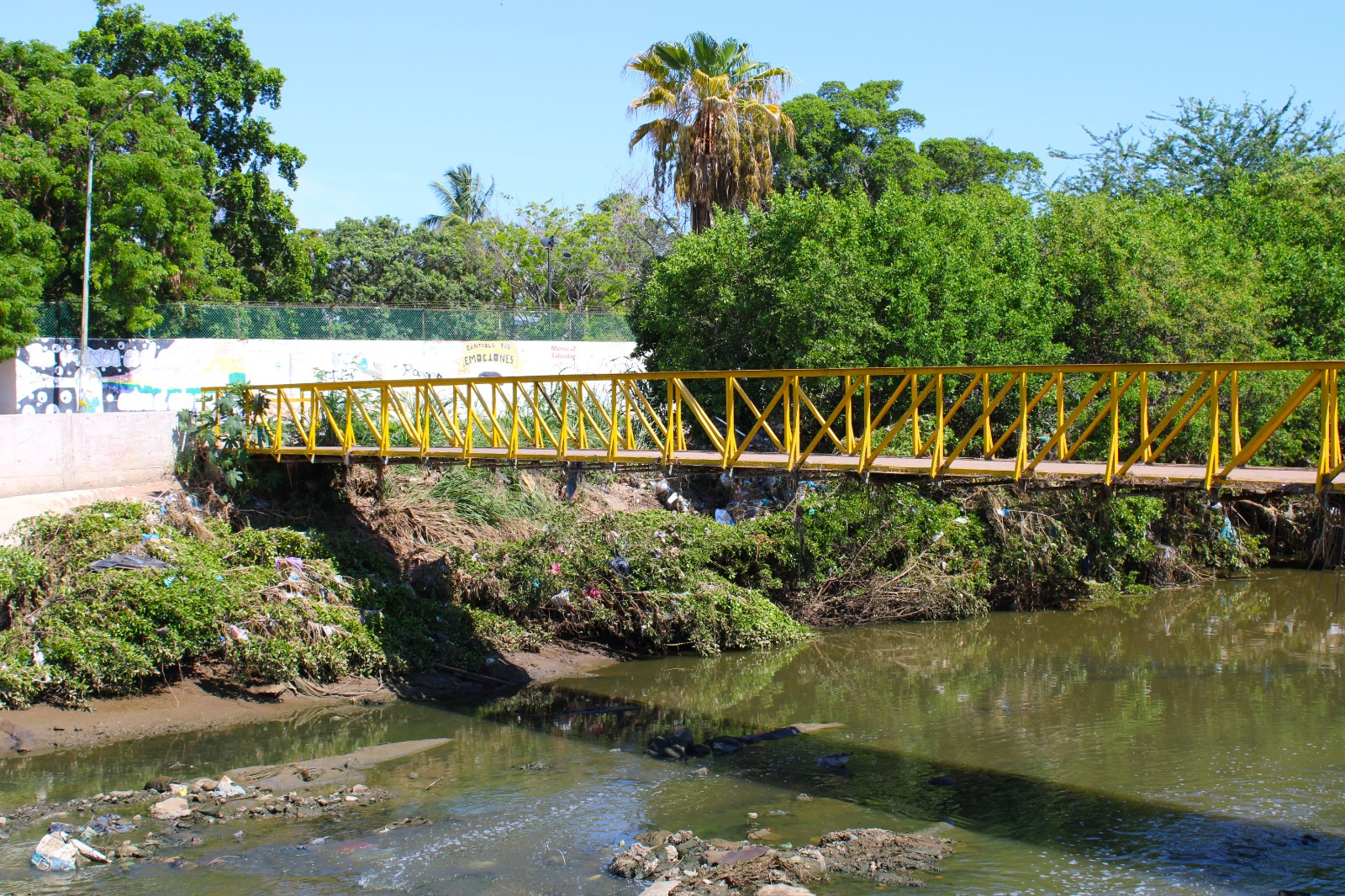 Mangle en la colonia Jacarandas, en Mazatlán