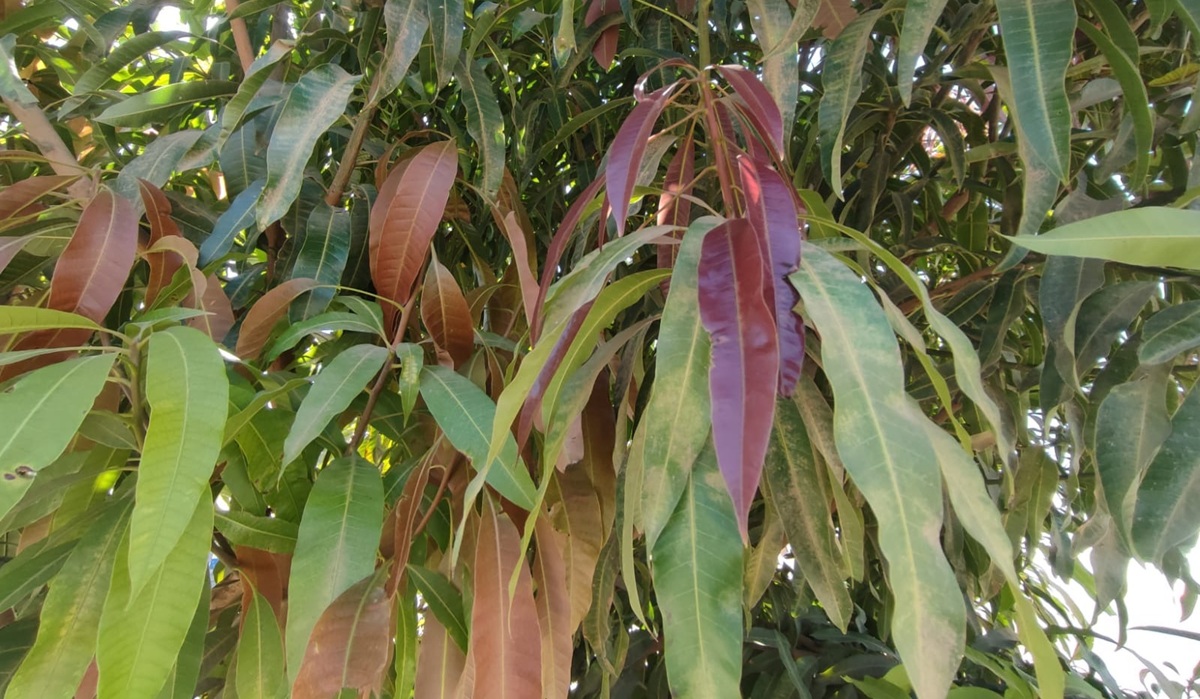 Mango en el sur de Sinaloa