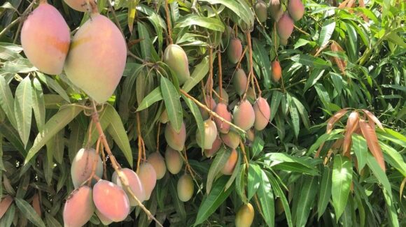 Comienza a florear huertos de mango en Ahome, Ataulfo presenta mejor condición a diferencia del kit