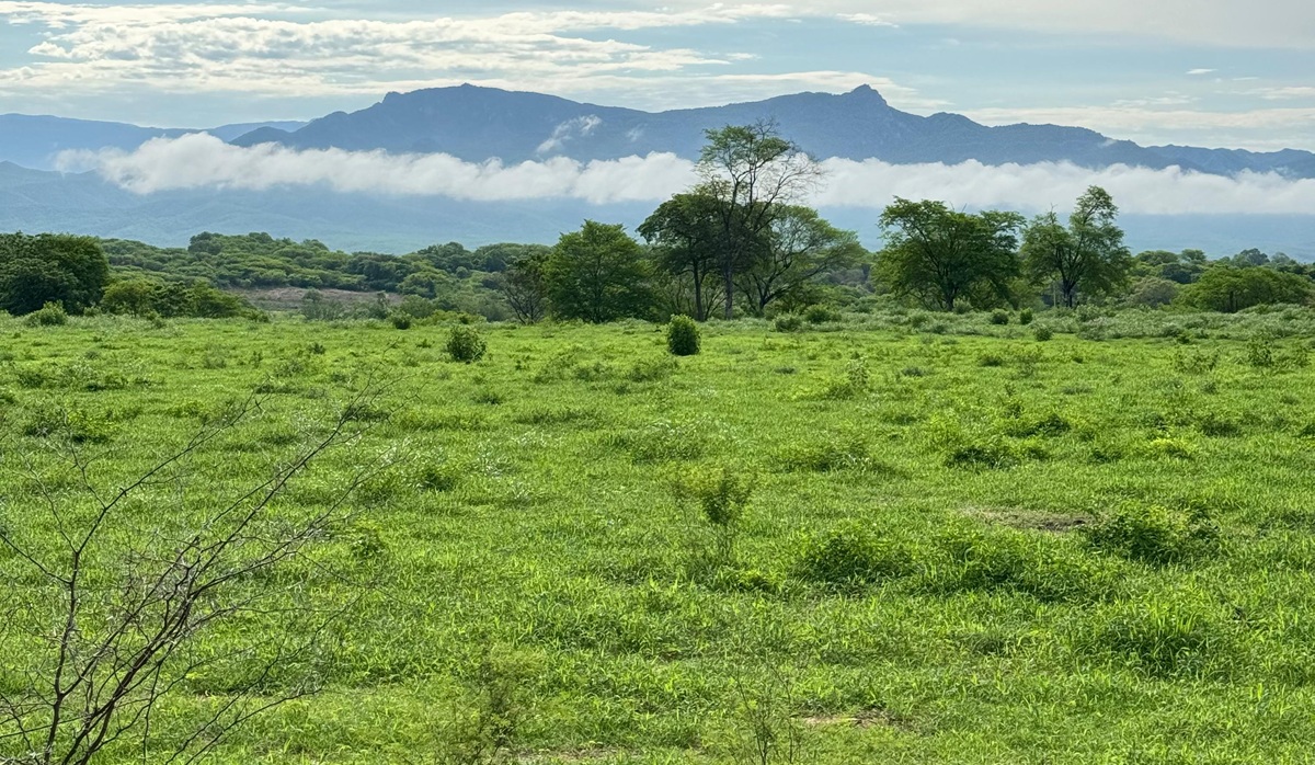 Lluvias hacen brotar el verde en Choix, Sinaloa