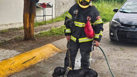 ‘Esta vez no se logró’; pierde la vida perrita atacada por abejas en Mazatlán, pese a heroico rescate de Bomberos Veteranos