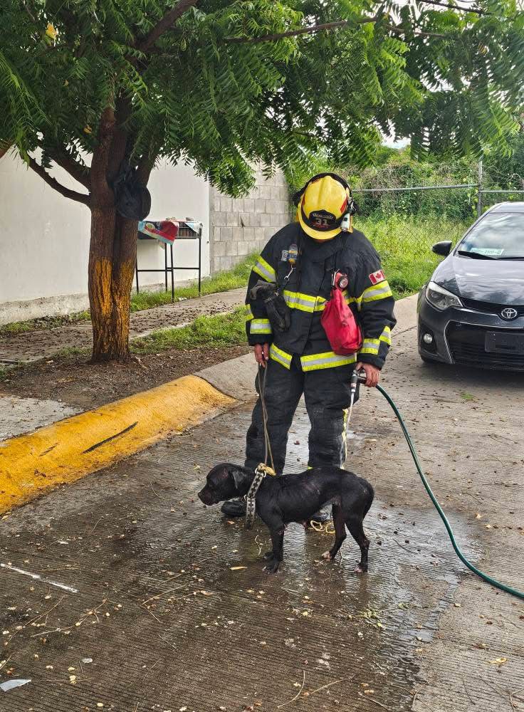 perrita atacada por un enjambre de abejas en mazatlan