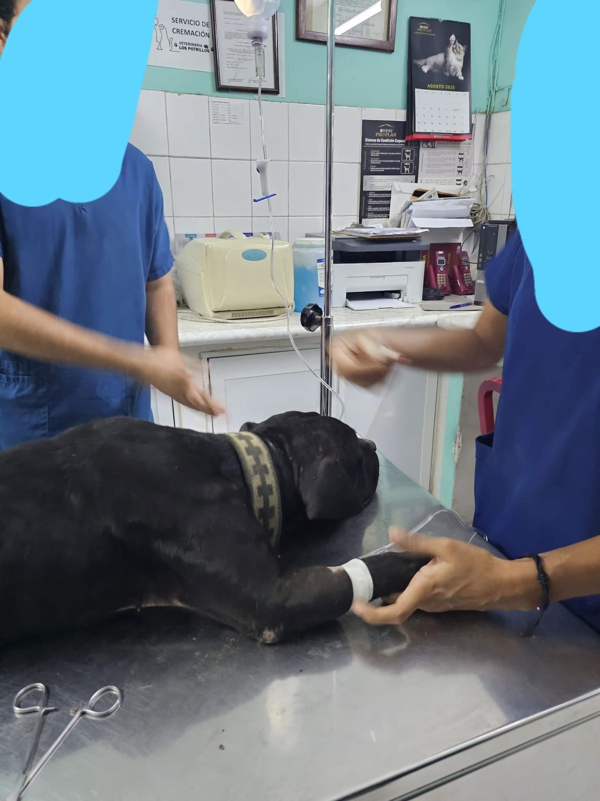 perrita atacada por un enjambre de abejas en mazatlan