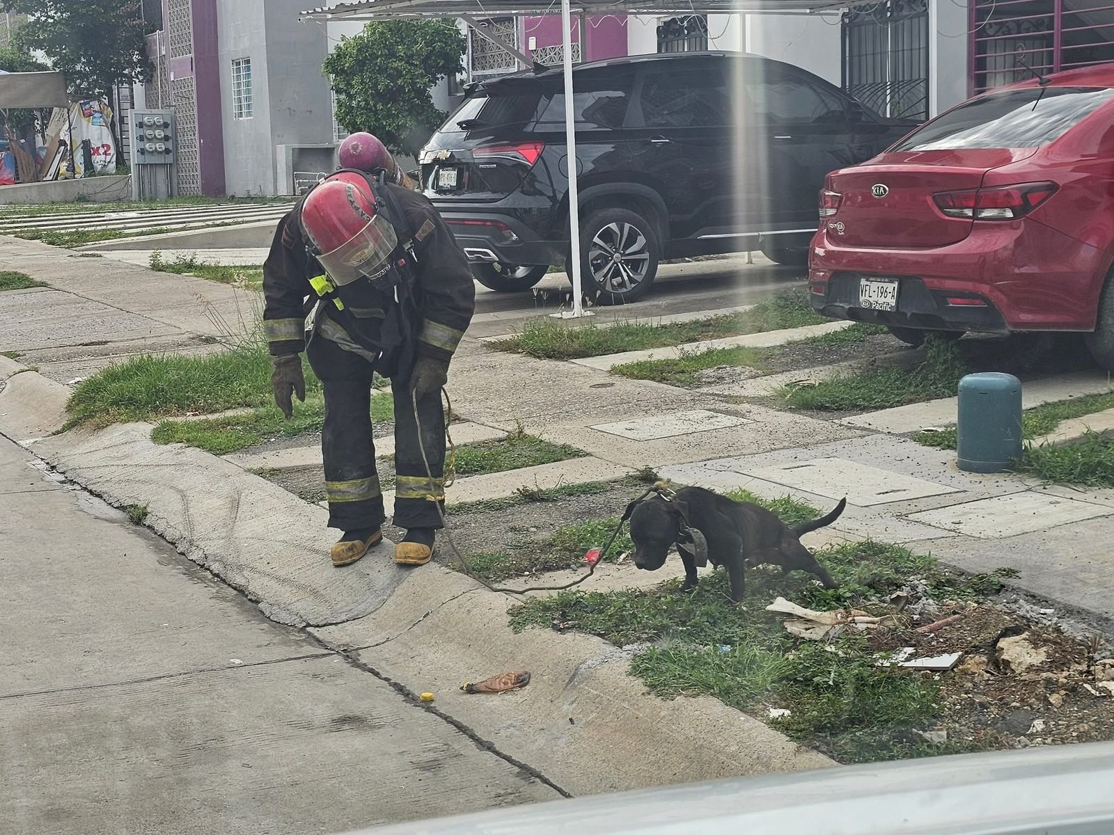 perrita atacada por un enjambre de abejas en mazatlan