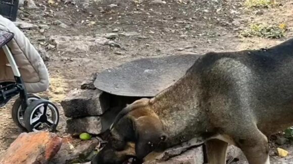 Infestados de pulgas y garrapatas; piden ayuda para 9 perritos en Guasave