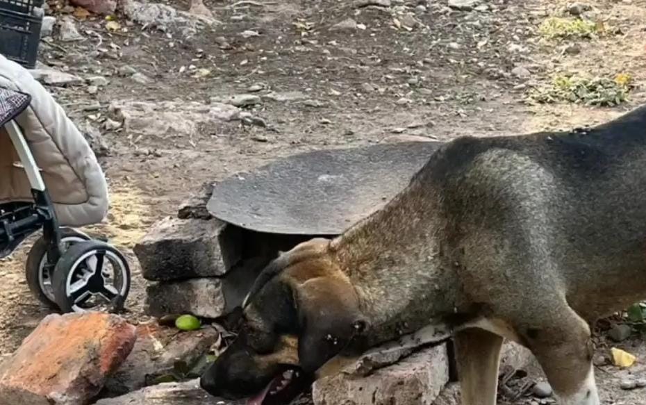 Perro