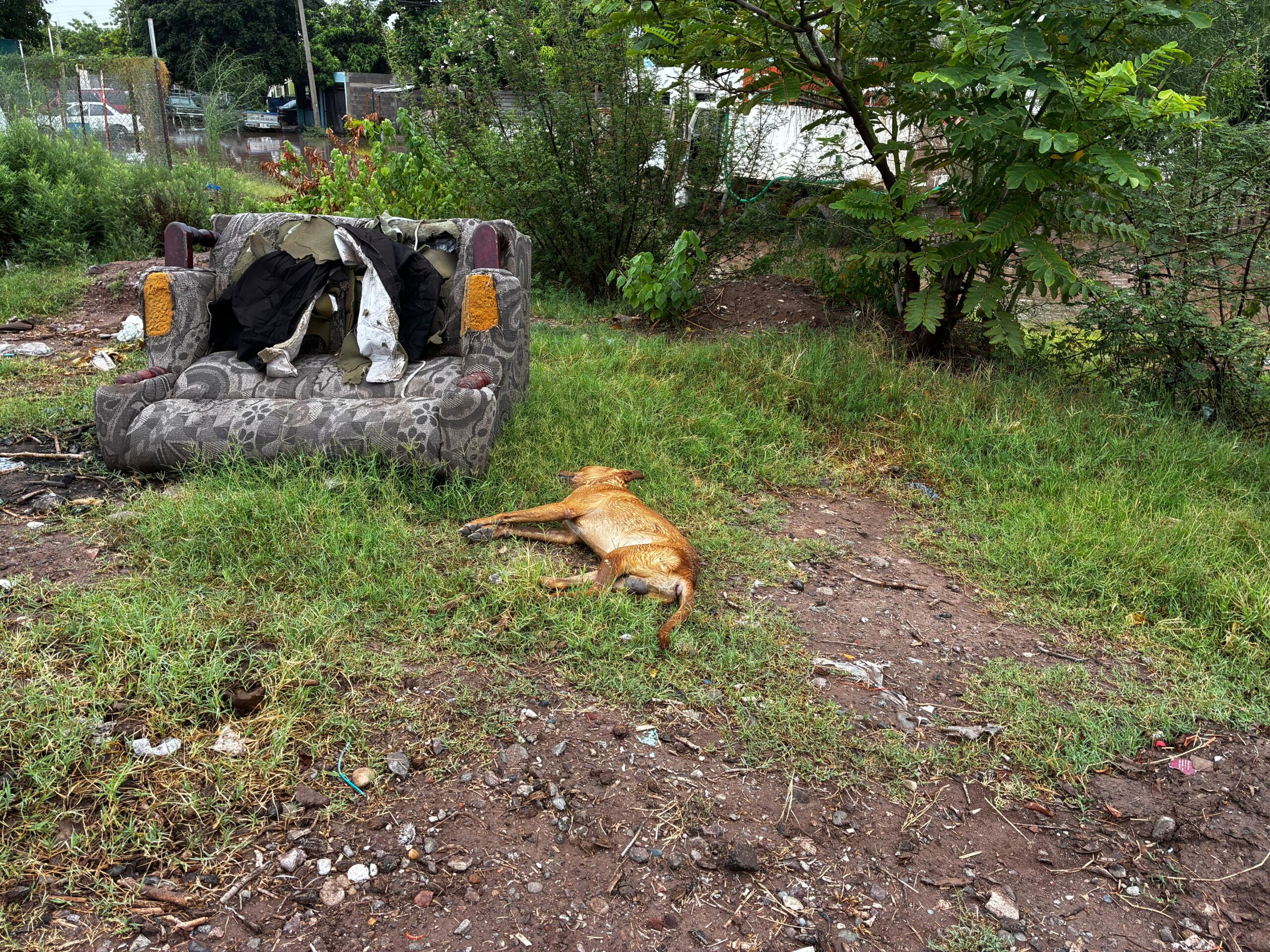 Muere perrito electrocutado tras fuerte lluvia en Ahome