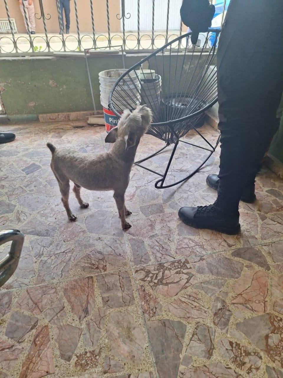 Perro
