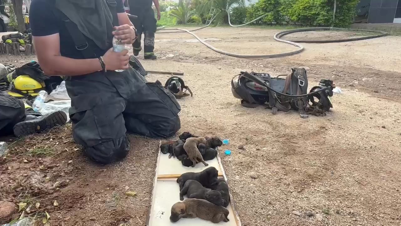 Perritos rescatados tras incendio en una casa en Culiacán