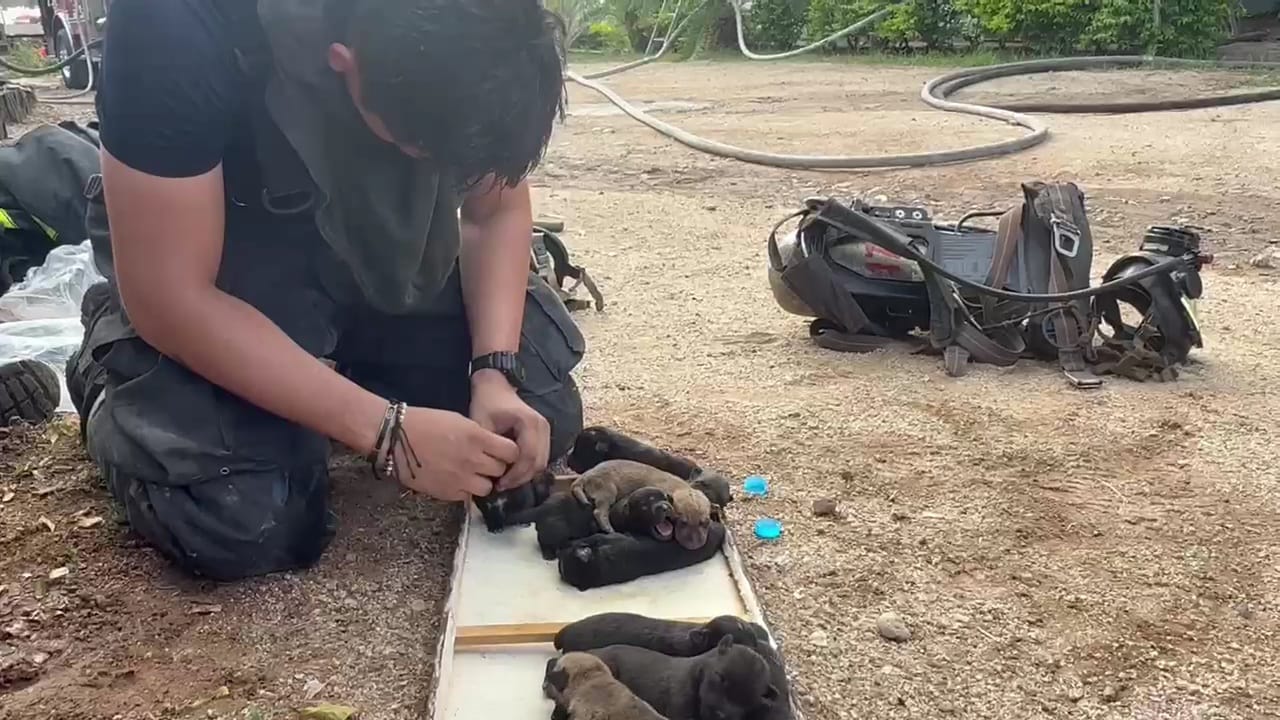 Perritos rescatados tras incendio en una casa en Culiacán