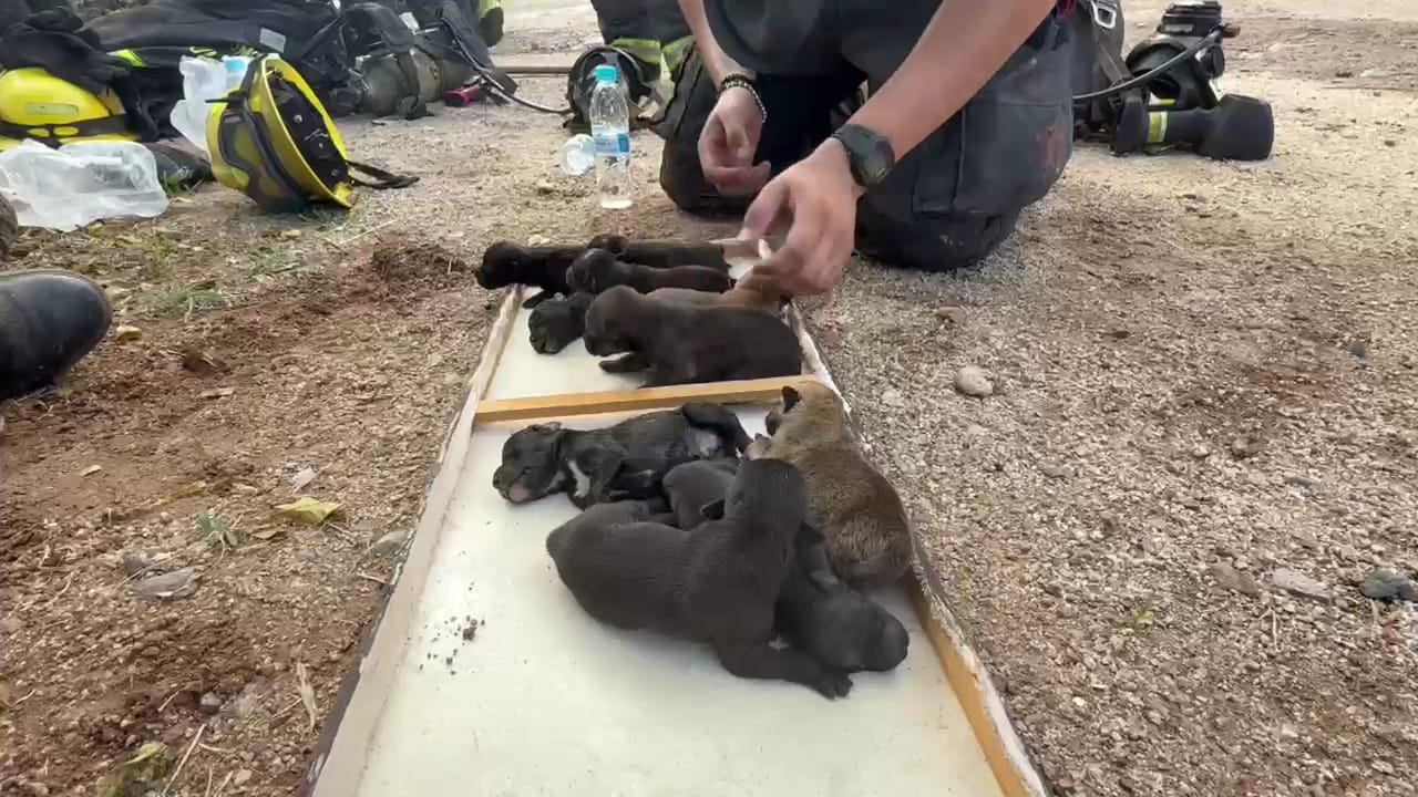 Perritos rescatados tras incendio en una casa en Culiacán