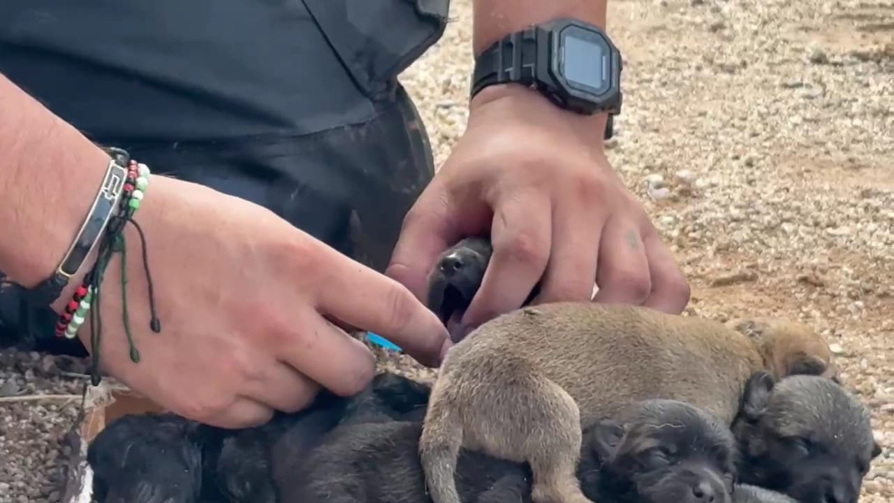 Perritos rescatados tras incendio en una casa en Culiacán