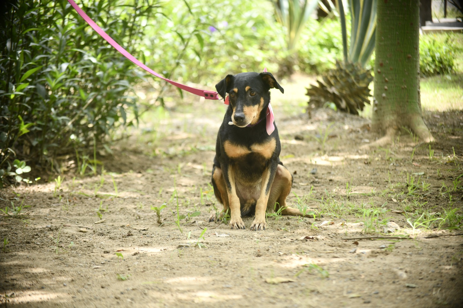 Perro