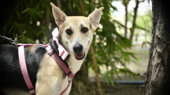 Pondrán en adopción 11 perritos y 3 gatitos este sábado durante la jornada ‘Huellitas del Bienestar’ en Mazatlán