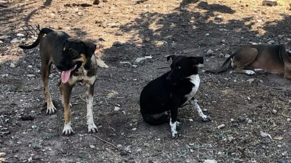 Garrapatas ponen en riesgo a abuelitos en San Fernando, Gobierno de Guasave apoyará