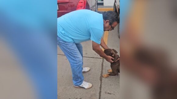 Guapo, el perrito rescatado en estado de abandono y desnutrición, ya se encuentra con su verdadera familia
