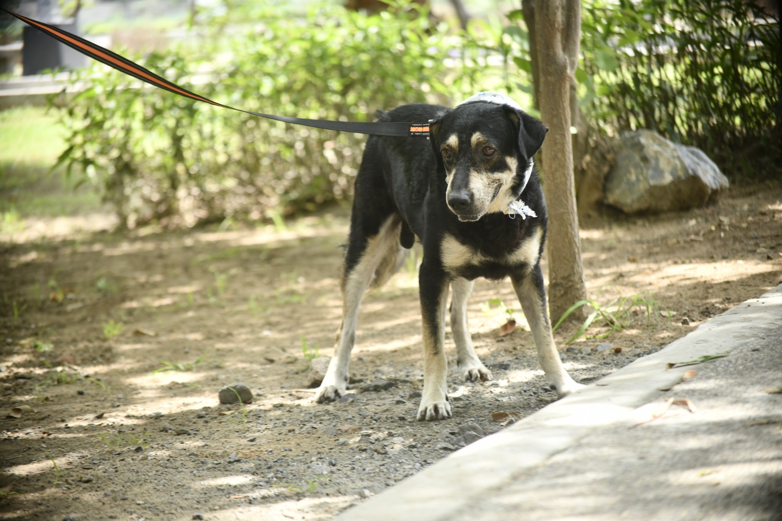 Perro