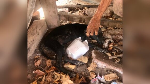 ¡Aguas con las pulgas! Ya son varios casos de rickettsiosis que surgen en Ahome