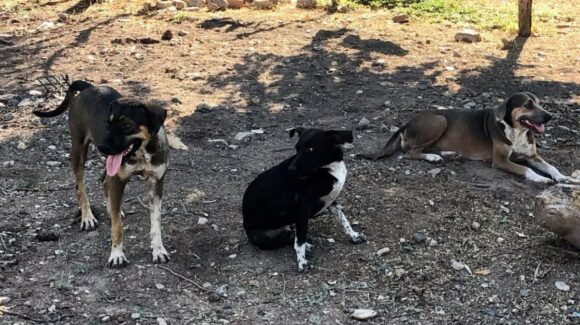 Buscan familiares de adultos mayores afectados por plaga de garrapatas en San Fernando, Guasave