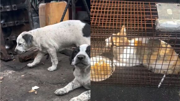 Rescataditos 911 tendrá clase de barro para poyar perritos y gatitos en situación de calle en Mazatlán