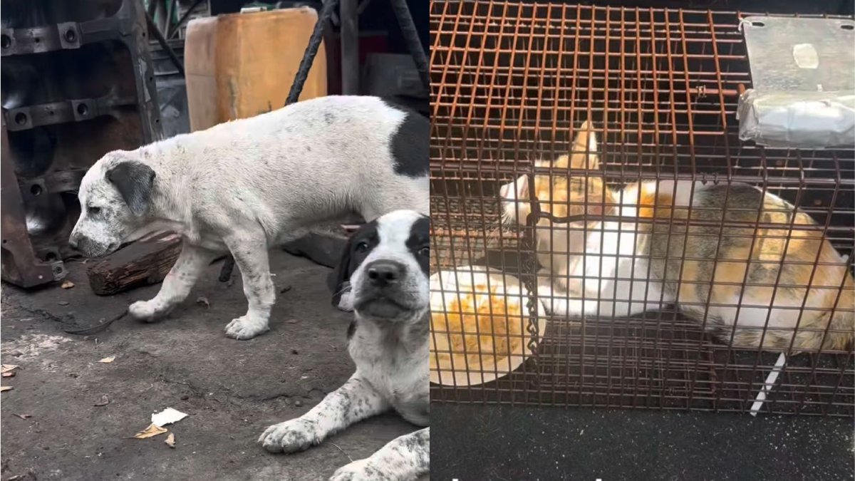 perros y gatos rescatados