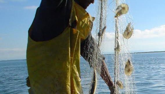 Pescadores de altamar en Topolobampo arrancan capturas de camarón; sin gran volumen, ni tamaño, reportan