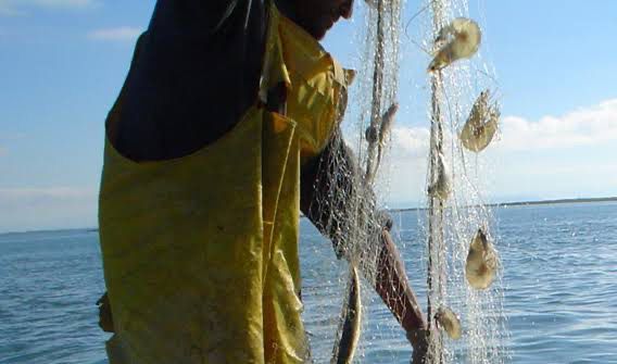 pesca de camaron