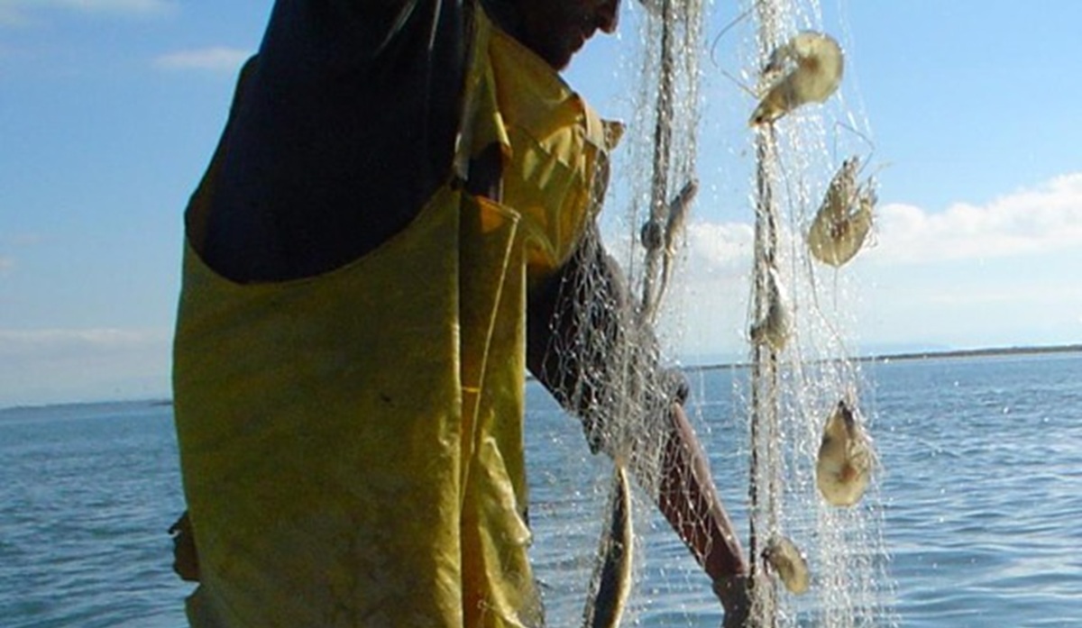 Pescadores de camarón