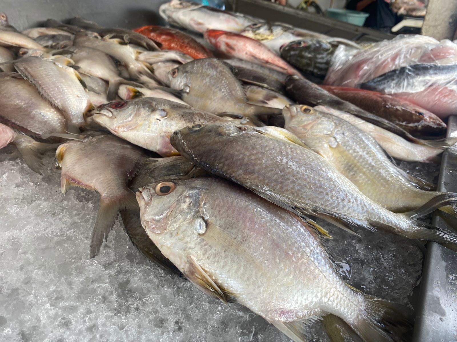 pescados en mercado de mazatlan