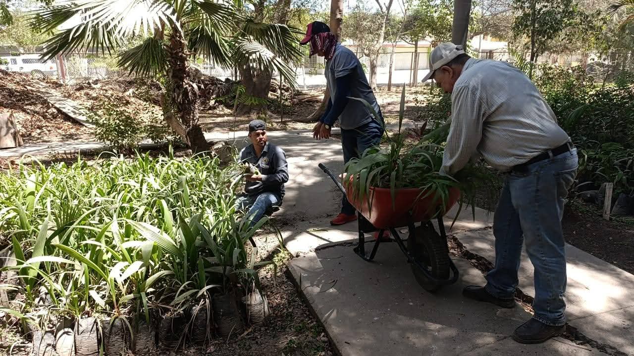 Ecología Guasave regala árboles