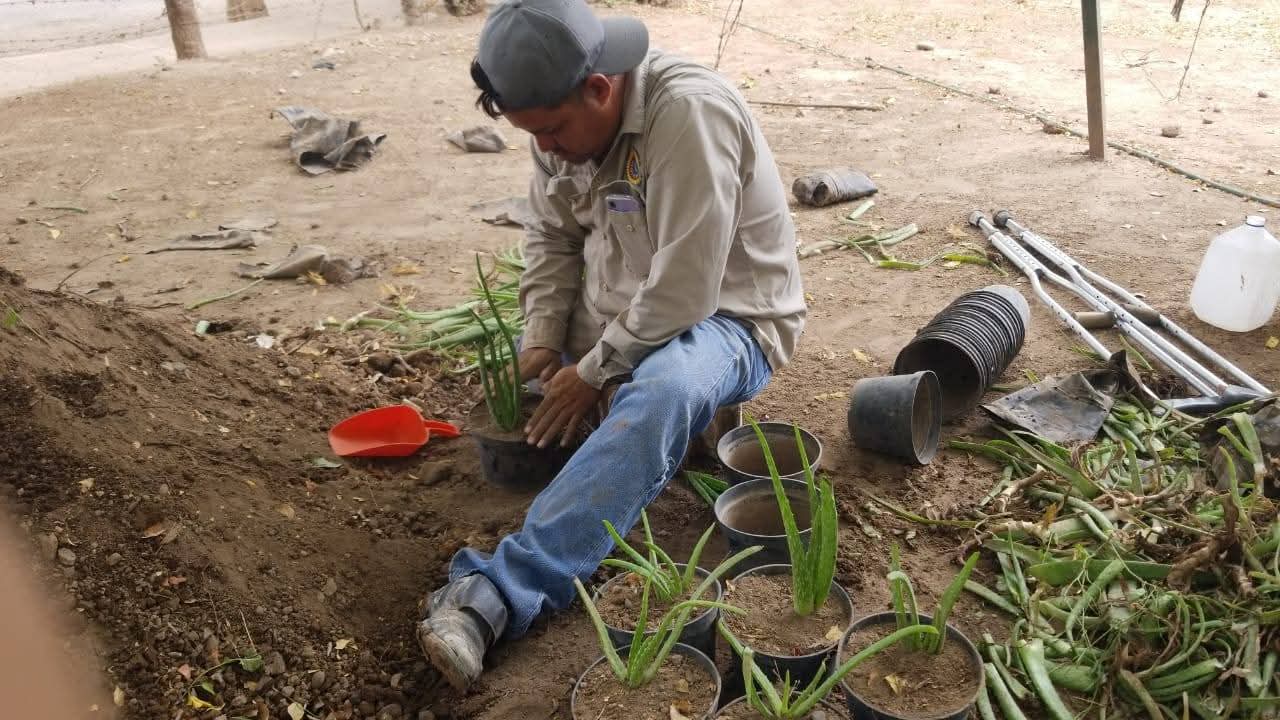 Ecología Guasave regala árboles