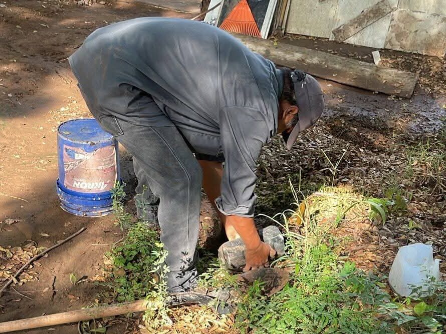 Ecología Guasave regala árboles